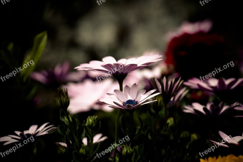 African Daisy Flower Filter Dark Pink Petals