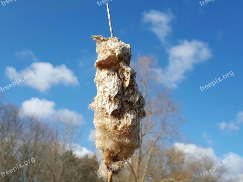 Cattail Wetland Marsh Nature Plant