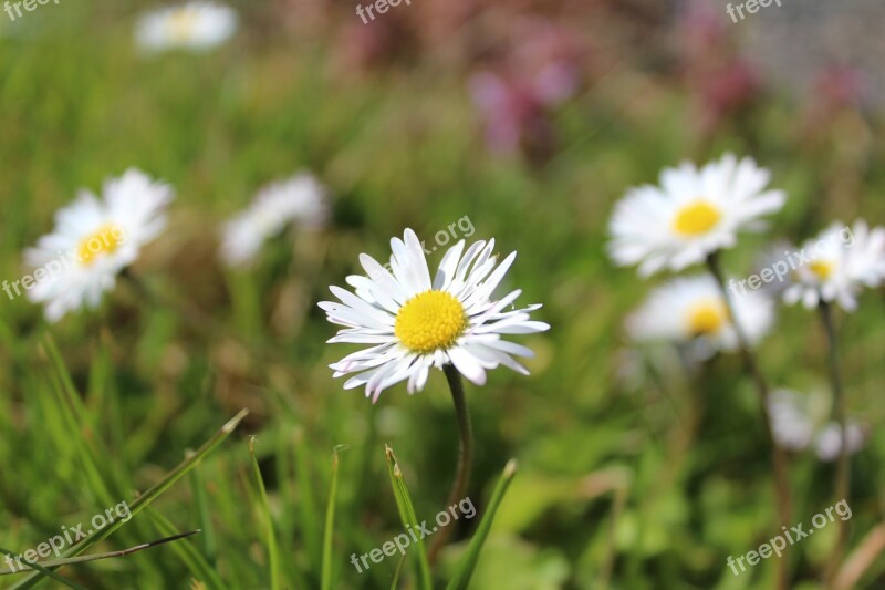 Flower White Flower Daisy Nature White Flowers