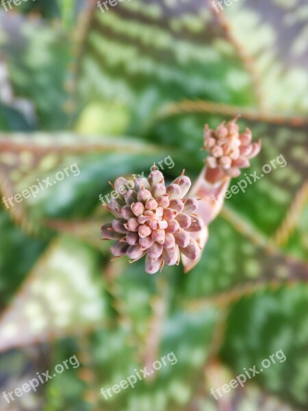 Gross Floor Flower Cactus Inflorescences Succulent