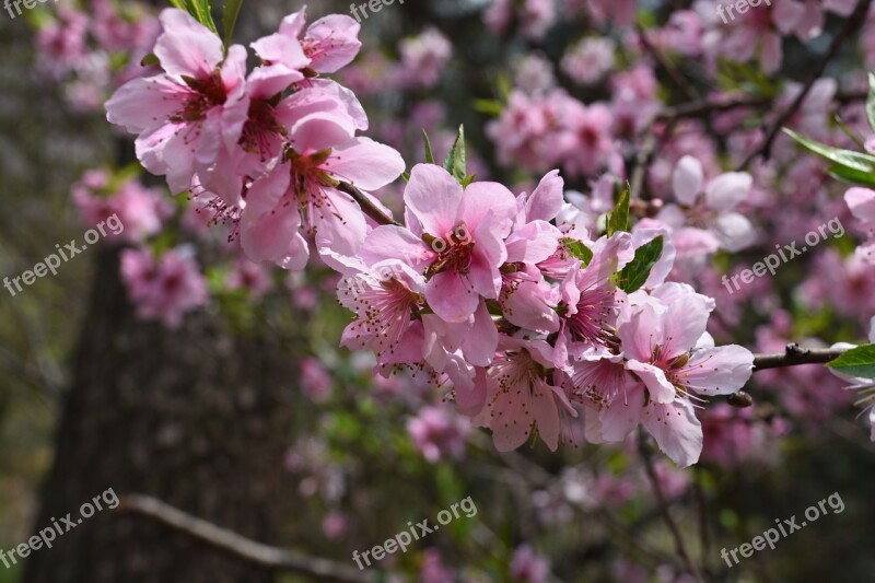 Peach Blossom Pink Spring Wildflower Free Photos