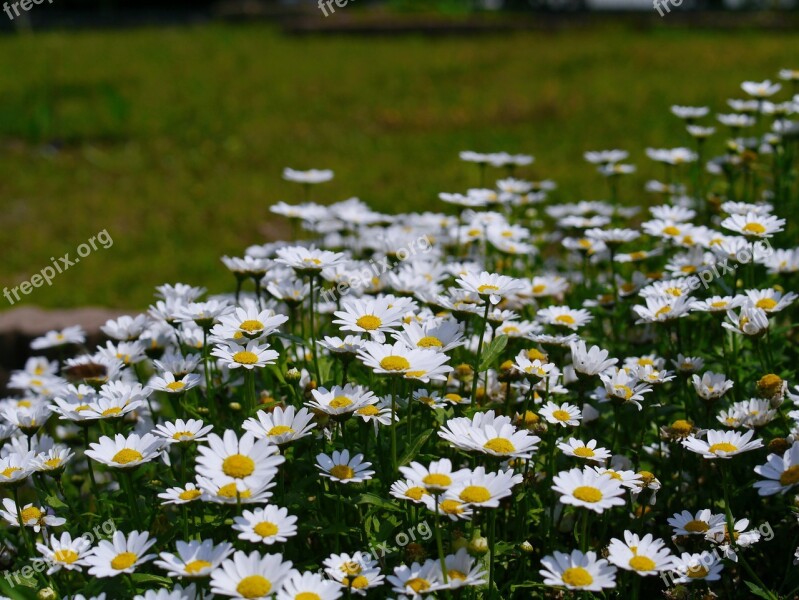 Daisy Margaret Flowers White Chrysanthemum