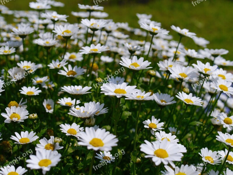 Daisy Margaret Flowers White Chrysanthemum