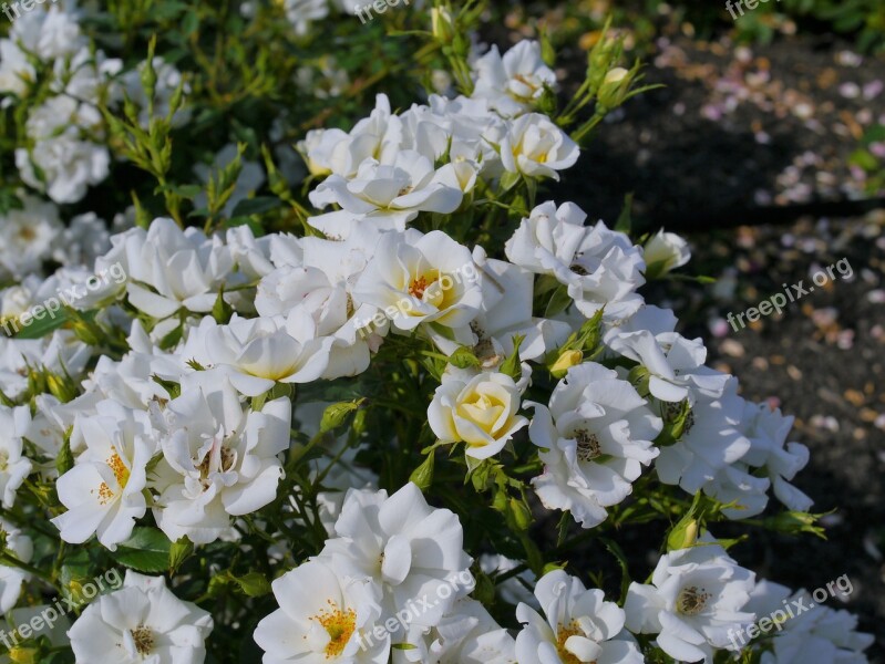 Verny Park France Rose White Sea