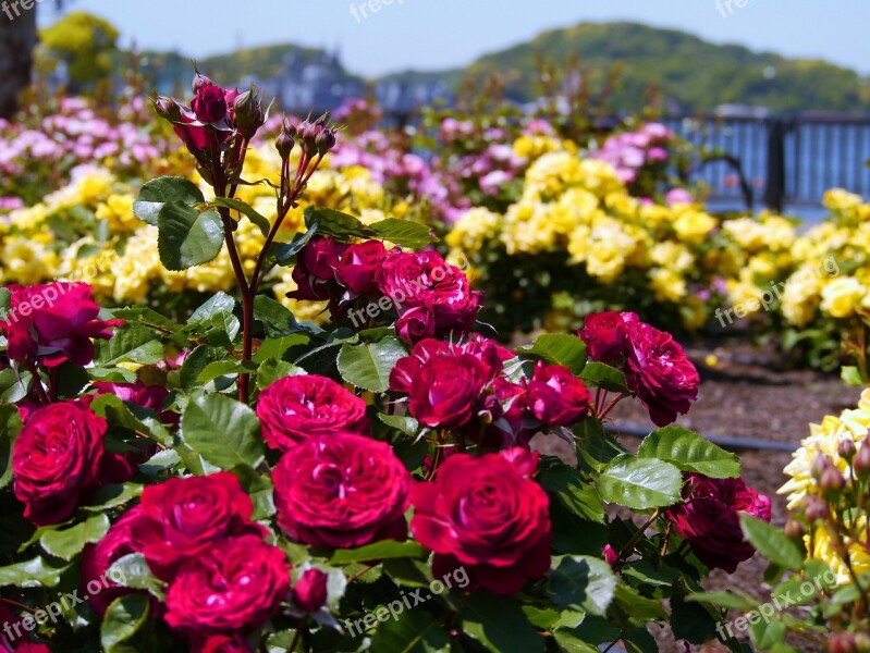 Verny Park France Rose Red Sea