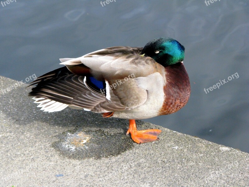 Duck Bird Mallard Duck Water Birds Animals