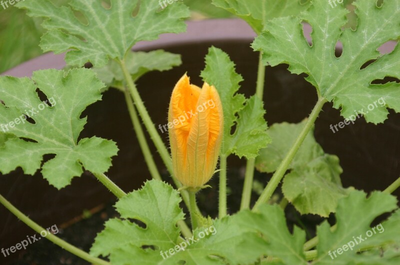 Zucchini Blossom Bloom Vegetables Garden