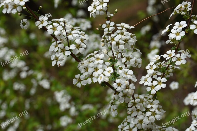 Wildflower White Plants Flower Tree Out Of Focus