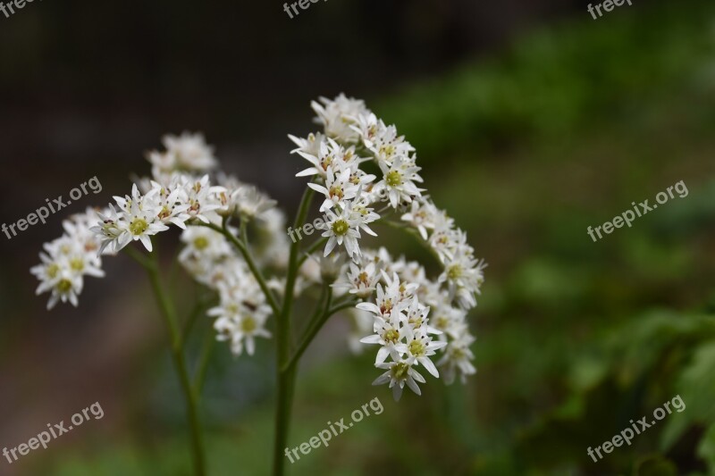 Wildflower Stone Leaves White Flowers Out Of Focus