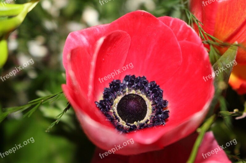 Anemone Flower Frühlingsanemone Bloom Signs Of Spring