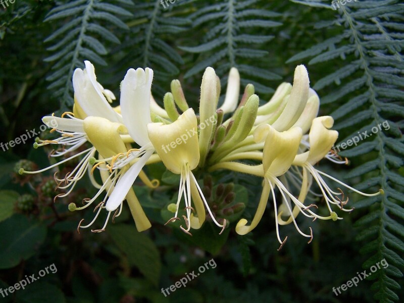 Honeysuckle Lonicera Plant Climbing Climber