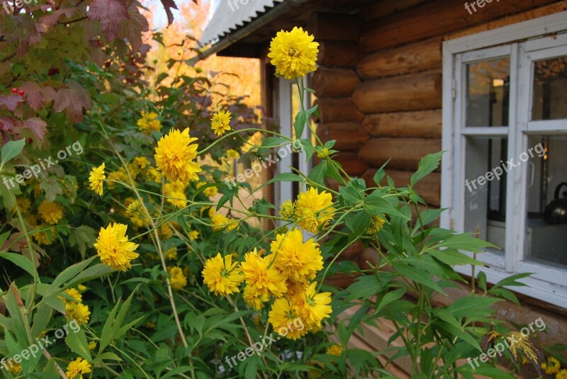 Dacha Flowers House Yellow Flowers Summer