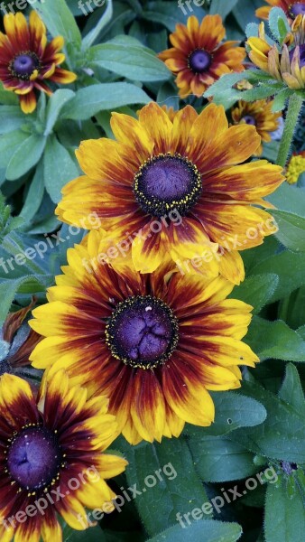 Gaillardia Blanket Flower Parrot Flower Painting Flower