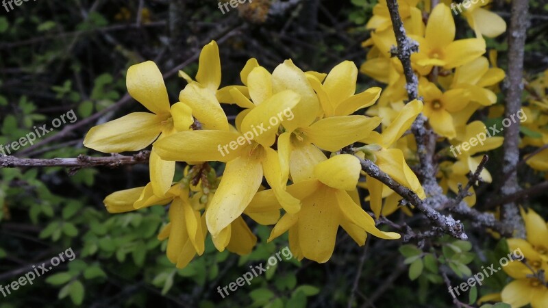 Forsythia Gold Lilac Yellow Spring Flowers