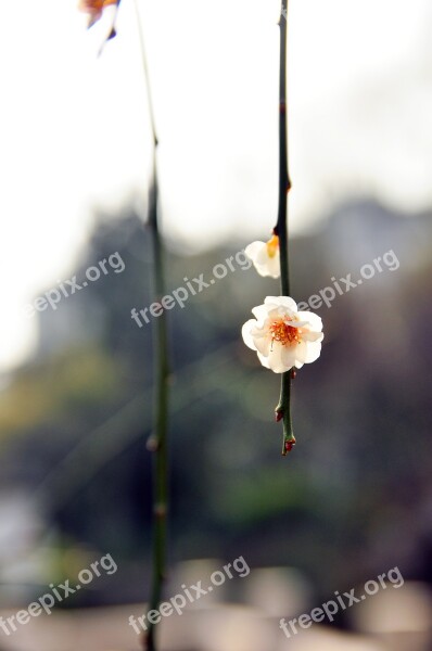 Chimonanthus Praecox Winter Park Afternoon Tea Free Photos