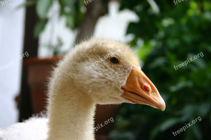 Goose Young Goose Geese Bio Livestock