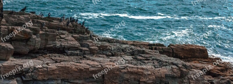 Bird Sea Canada Sunlight Rock