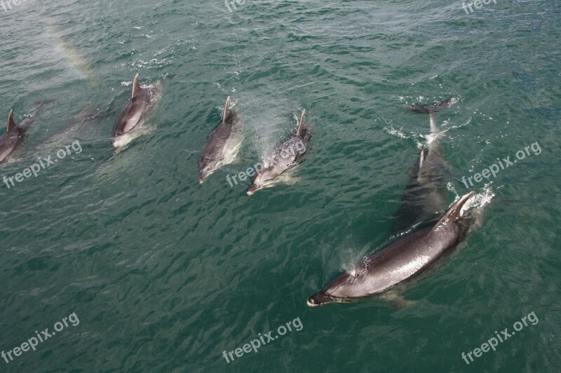 Dolphins Water New Zealand Sea Blue