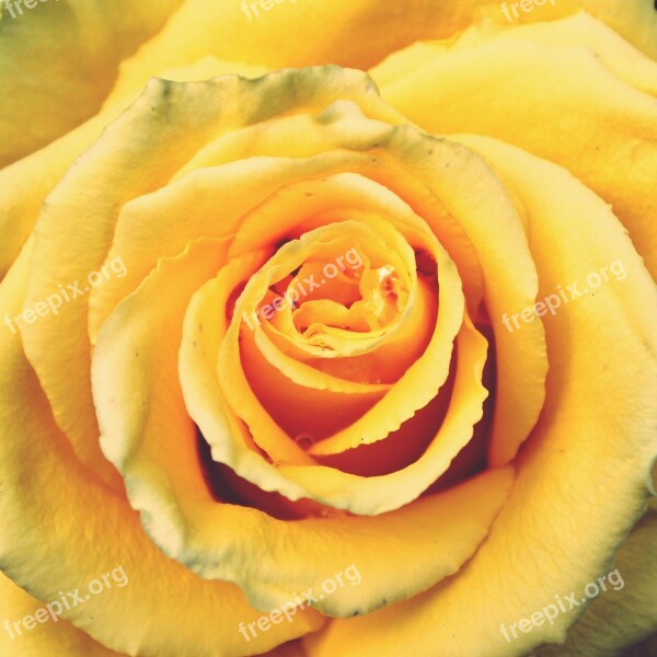 Rose Yellow Rose Yellow Flower Blossom