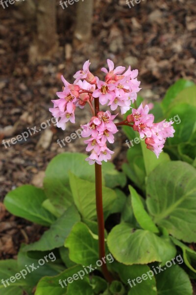 Flower Pink Spring Nature Plant