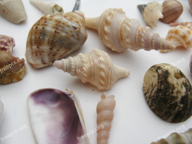 Mussels Marine Gastropods Meeresbewohner Mother Of Pearl Sea Animals