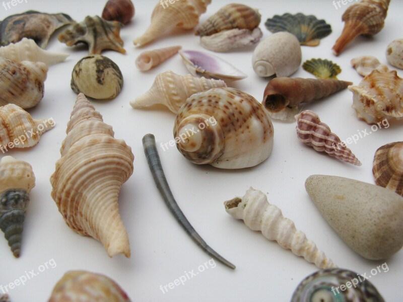 Mussels Marine Gastropods Shell Seashell Meeresbewohner