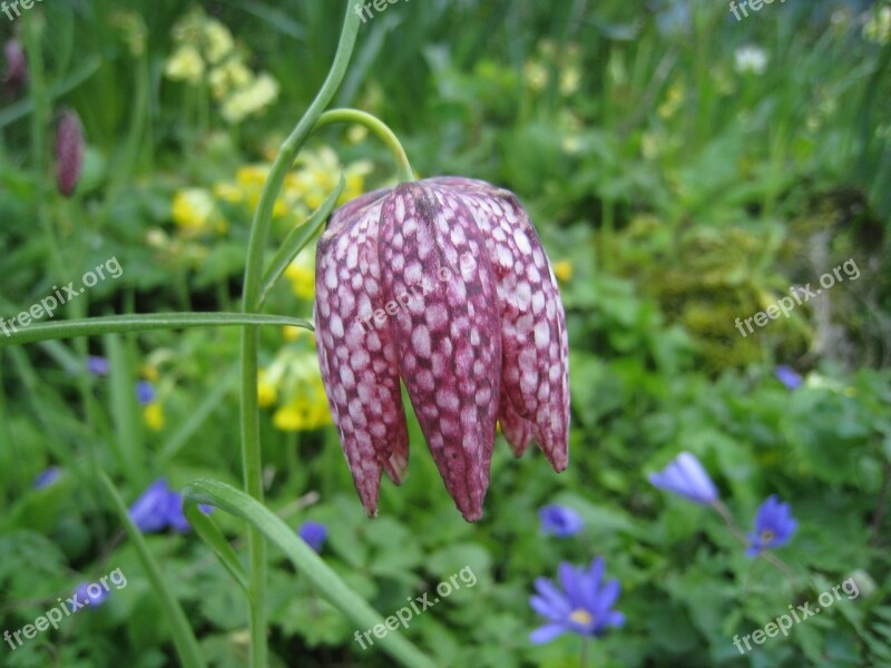 Fritillaria Meleagris Chequered Ornamental Plant Flower Of The Year 1993 Pink