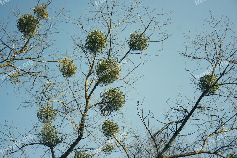 Mistletoe Tree Trees Nature Green