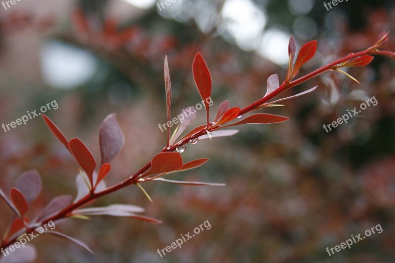 Plant Bush Red Nature Garden