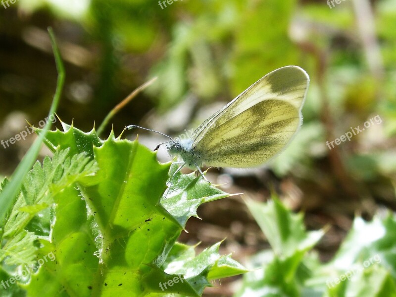 Blanquita Of Cabbage The Cabbage Butterfly Pieris Rapae Lepidopteran Thistle