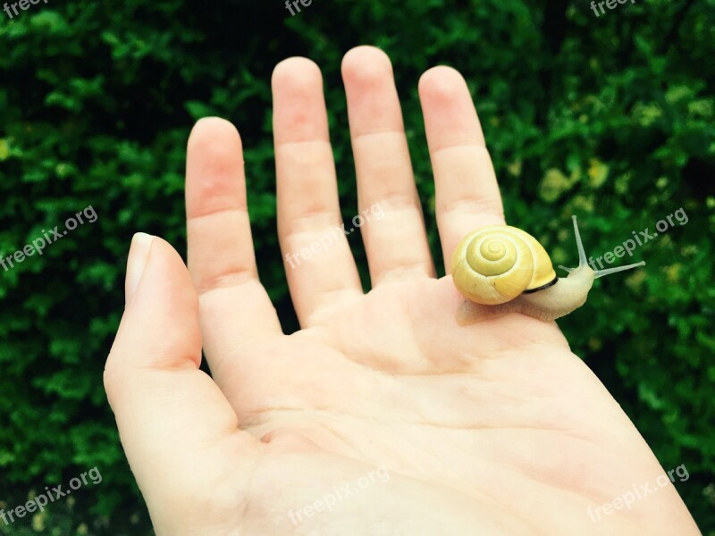 Snail Hand Nature Rain Prato