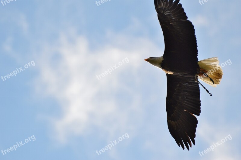 Bald Eagles Wildpark Poing Flying Bird Of Prey Plumage