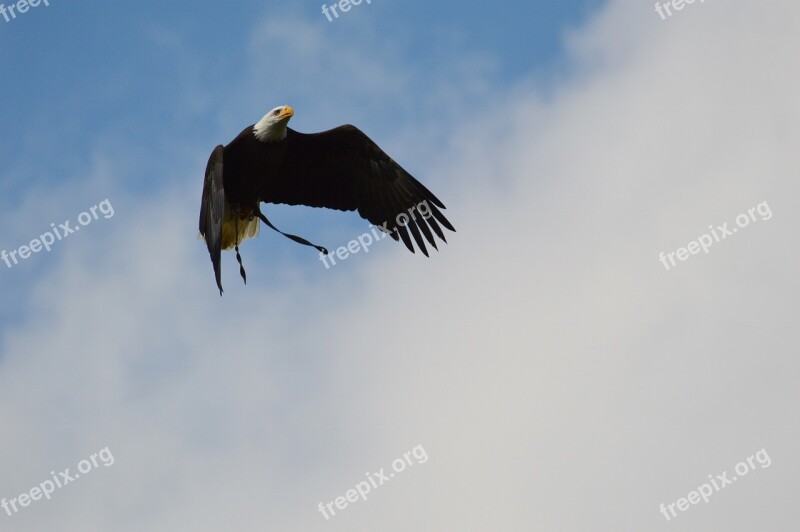 Bald Eagles Wildpark Poing Flying Bird Of Prey Plumage