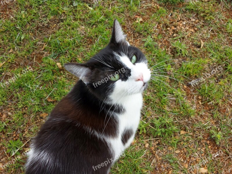 Cat Field Green Eyes Feline Look Free Photos