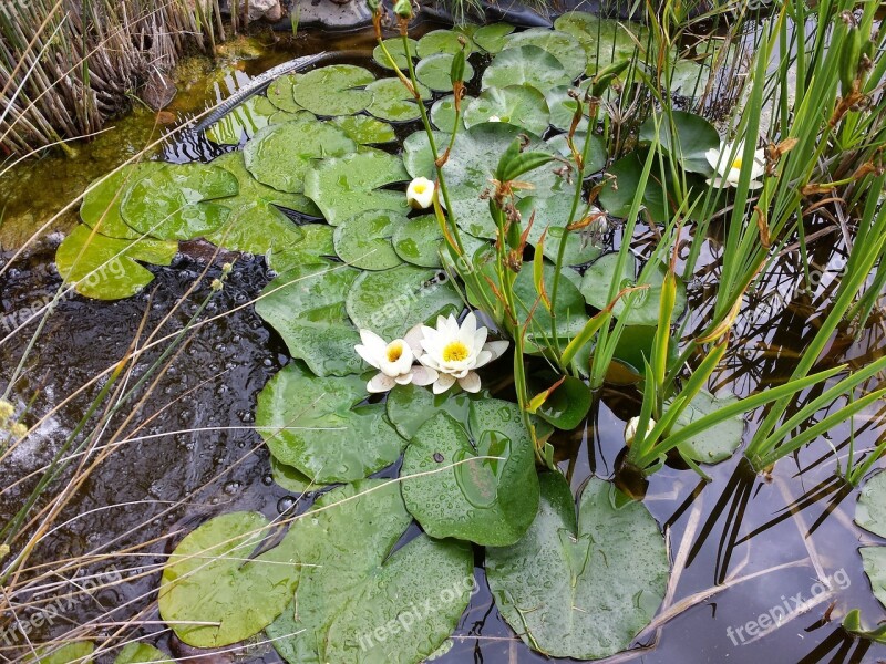 Pond Fish Water Lilies Flower Water