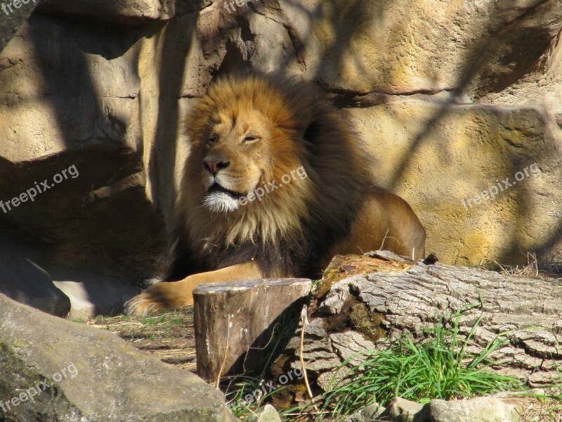 Lion Male Sunset Shadows Resting