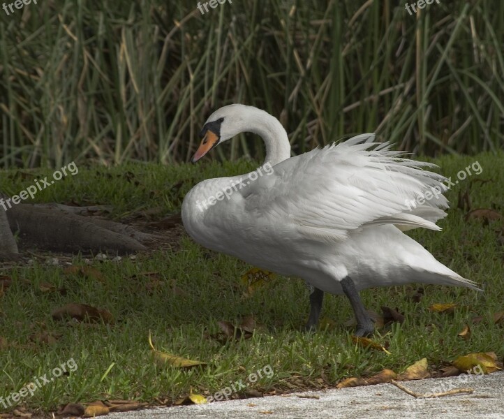 Mute Swan Bird White Standing Wildlife