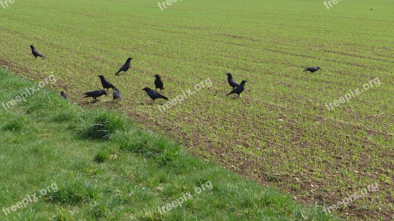 Rooks Field Birds Green Brown