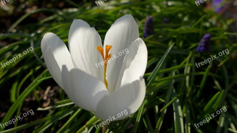 Crocus White Yellow Stamen Blossom