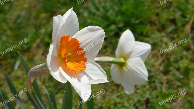 Daffodils Plant Onion Flowers Bi Color White