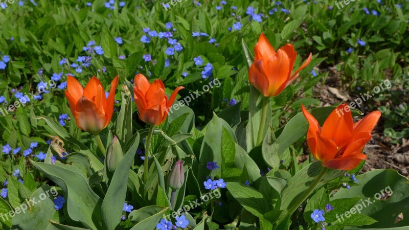 Tulips Spring Red Green Planting