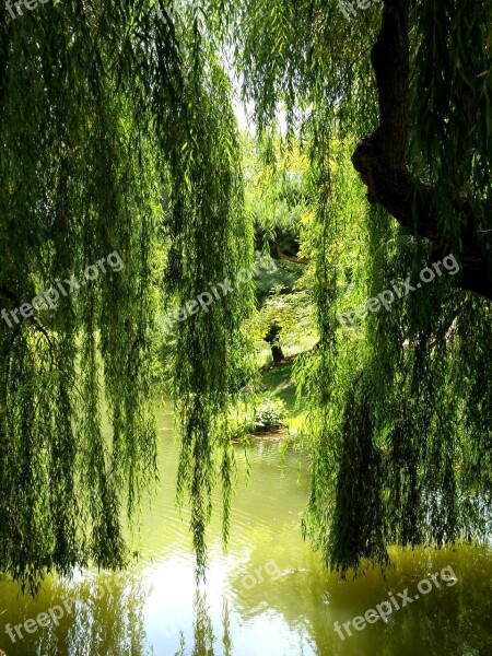 Willow Tree Lagoon Pond Nature