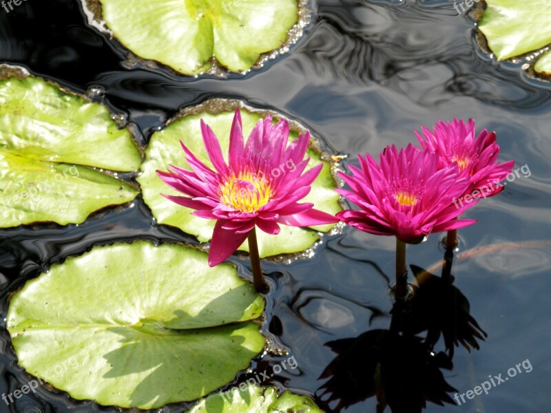 Water Lilies Flowers Pond Lily Nature