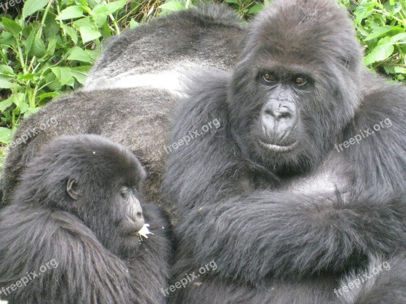 Jungle Gorilla Endangered Free Photos