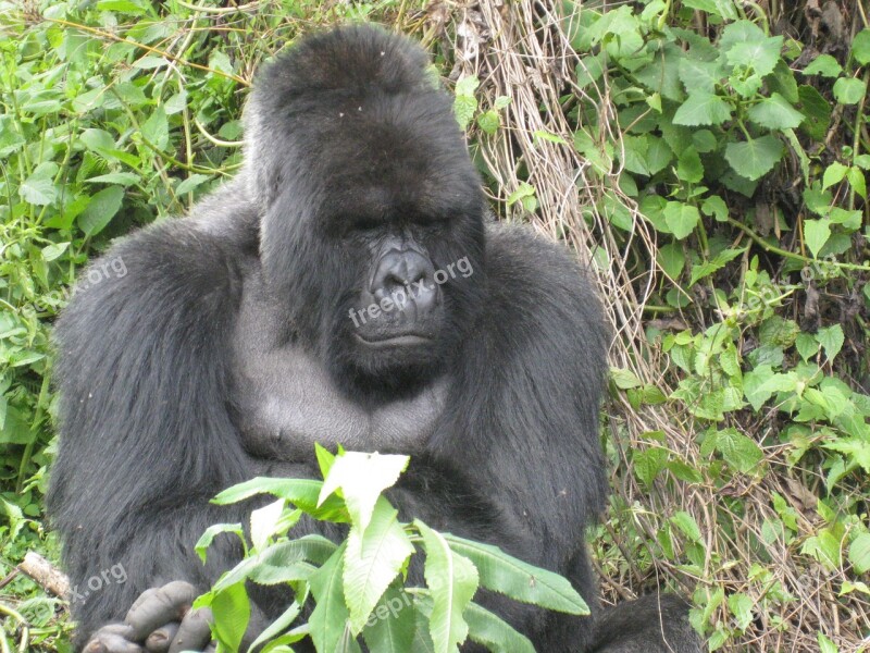 Gorilla Rwanda Jungle Free Photos