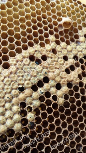 Honeycomb Hatching Bee Slip Honey