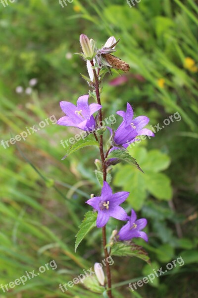 Bellflower Herbs Alpine Flowers Free Photos