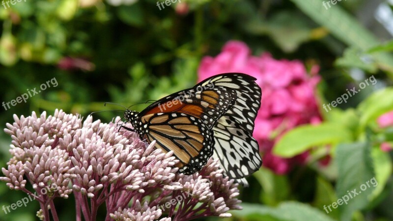 Butterfly Flower Forage Insect Garden