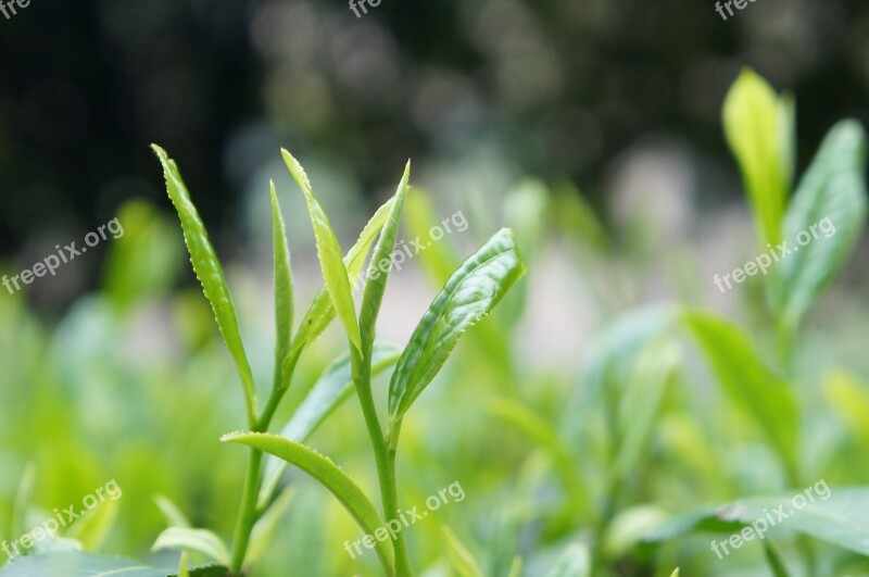 Tea Chaya Tea Garden Free Photos