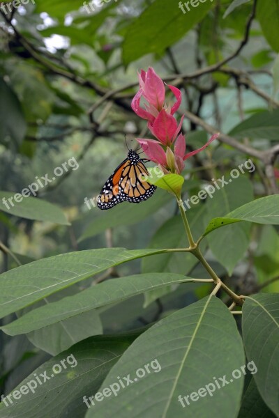 Butterfly Flower Vegetation Insect Nature